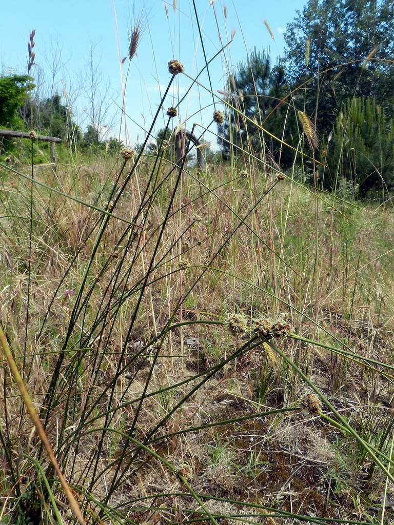 Cyperaceae sp. da identificare